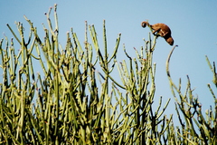 Chamaeleonidae