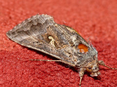 Autographa gamma