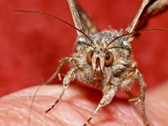 Autographa gamma