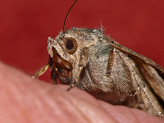 Autographa gamma