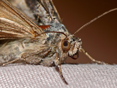 Autographa gamma