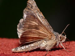 Autographa gamma