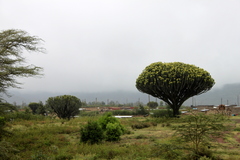 Euphorbia candelabrum