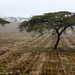 Acacia lahai
