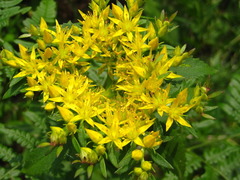 Phedimus kamtschaticus