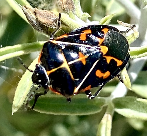 iNaturalist observation photo of Harlequin Bug
