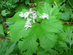 Filipendula glaberrima