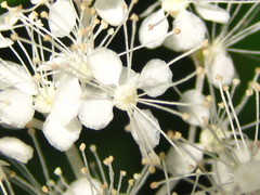 Filipendula glaberrima