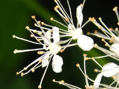 Filipendula glaberrima