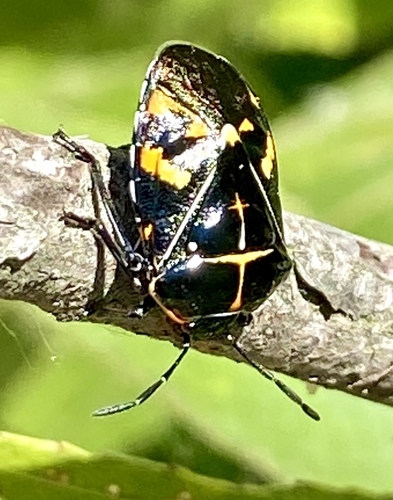 iNaturalist observation photo of Harlequin Bug