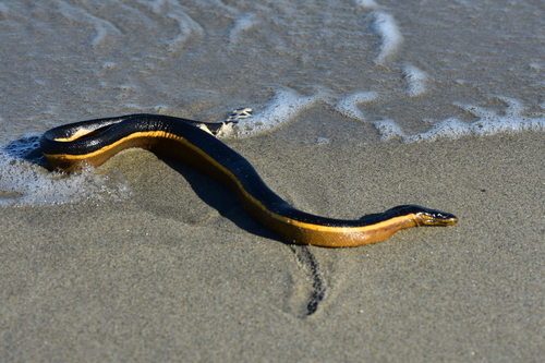 Yellow-bellied Sea Snake