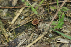 Agaricales