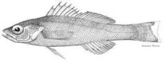 School Bass photo 5