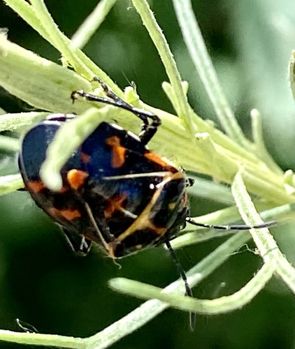 iNaturalist observation photo of Harlequin Bug