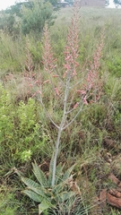 Aloe greatheadii davyana