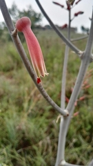 Aloe greatheadii davyana
