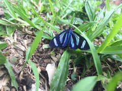 Agyrta