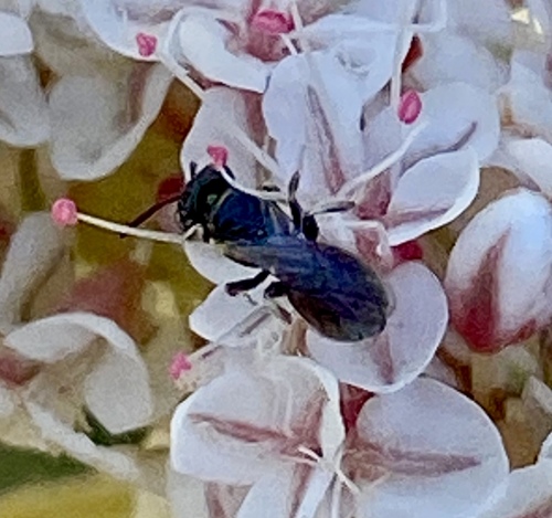 iNaturalist observation photo of Small Carpenter Bees