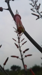 Aloe greatheadii davyana
