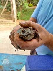 Leptodactylus labyrinthicus