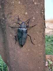 Ctenoscelis acanthopus