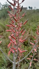 Aloe greatheadii davyana