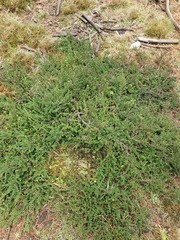 Persoonia microphylla