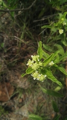 Lippia rehmannii