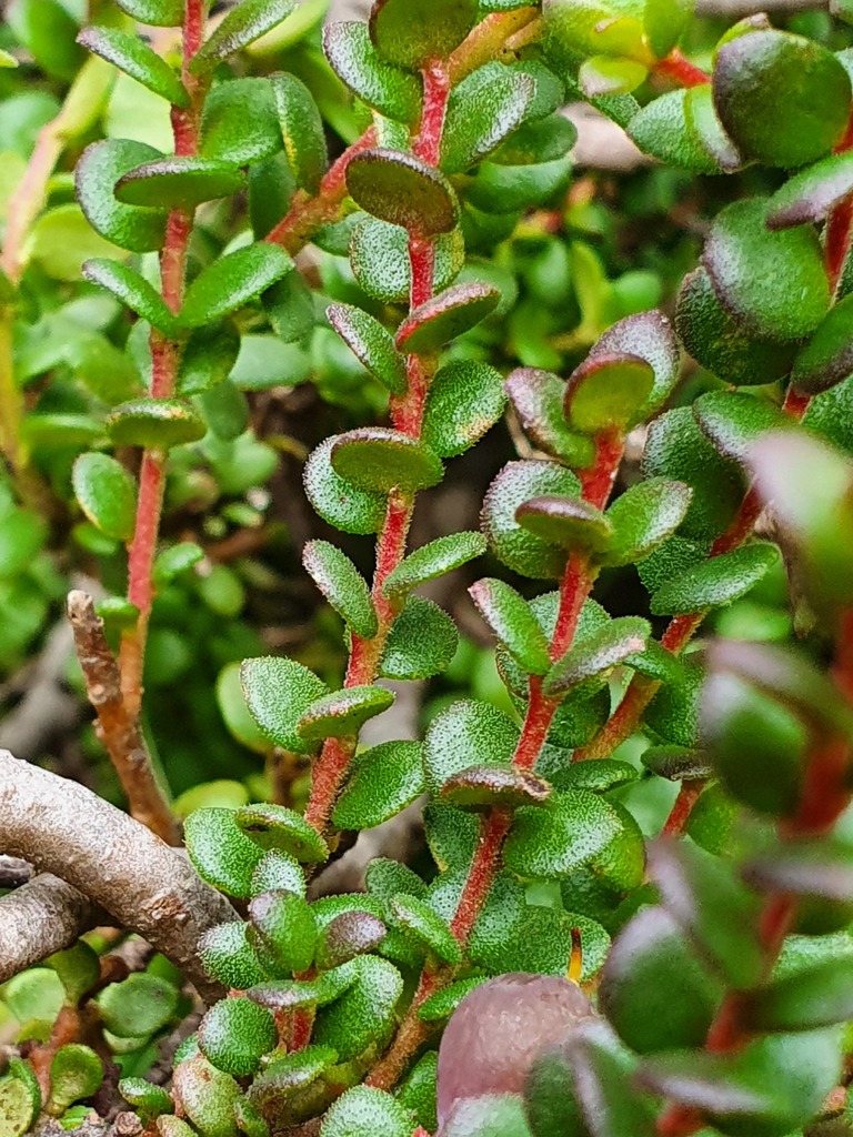 Persoonia microphylla