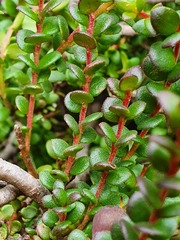Persoonia microphylla