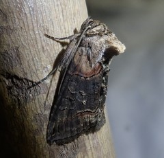 Abrostola triplasia