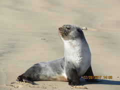 Arctocephalus tropicalis