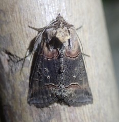 Abrostola triplasia