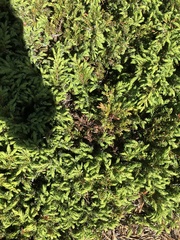 Juniperus communis depressa