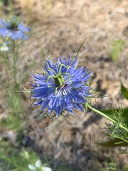 Nigella damascena