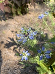 Nigella damascena