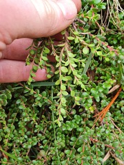 Persoonia microphylla