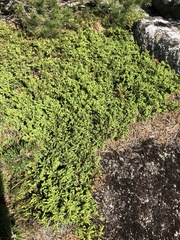 Juniperus communis depressa