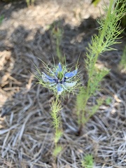 Nigella damascena