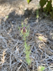 Nigella damascena