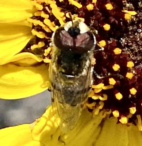 iNaturalist observation photo of Copestylum marginatum