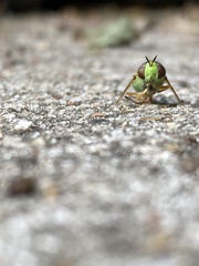 Odontomyia cincta