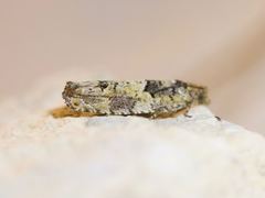 Pseudexentera knudsoni