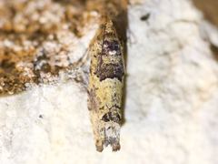 Pseudexentera knudsoni