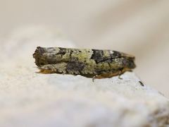 Pseudexentera knudsoni