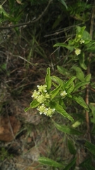 Lippia rehmannii