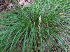 Carex jamesii