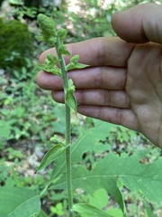 Veratrum hybridum