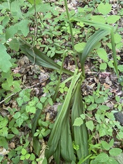 Veratrum hybridum