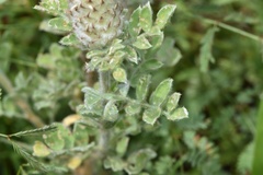 Dalea obovata